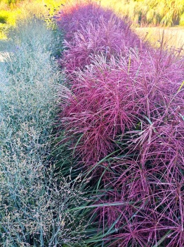 Miskant chiński ‘Polonus’ - Miscanthus sinensis ‘Polonus’. 2