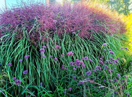 Miskant chiński ‘Polonus’ - Miscanthus sinensis ‘Polonus’. 3