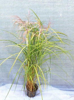 Miskant chiński ‘Polonus’ - Miscanthus sinensis ‘Polonus’. 5