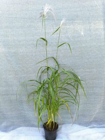 Miskant chiński 'Memory'- Miscanthus sinensis 'Memory'