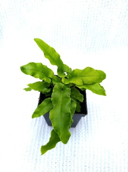 Języcznik zwyczajny- Asplenium scolopendrium