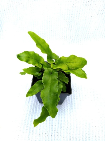 Języcznik zwyczajny- Asplenium scolopendrium