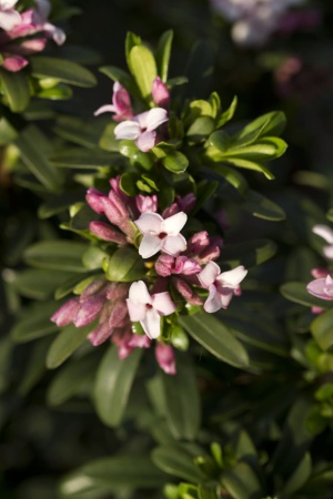 Wawrzynek transatlantycki różowy - Daphne transatlantica