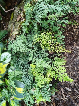 Niekropień wdzięczny - Adiantum Venustum, paproć ogrodowa