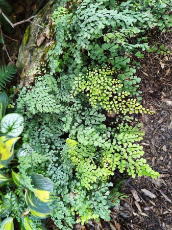 Niekropień wdzięczny - Adiantum Venustum, paproć ogrodowa