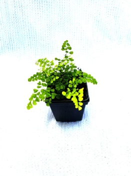 Niekropień wdzięczny - Adiantum Venustum, paproć ogrodowa