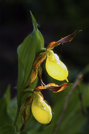 Cypripedium kentuckiense x parviflorum