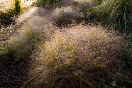 Miłka okazała Eragrostis spectabilis