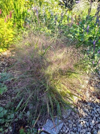 Miłka okazała Eragrostis spectabilis