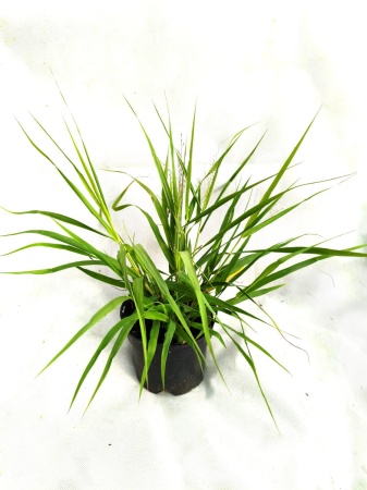 Miłka okazała Eragrostis spectabilis