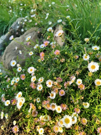 Przymiotno Karwińskiego - Erigeron karvinskianus