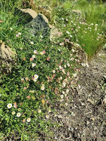 Przymiotno Karwińskiego - Erigeron karvinskianus