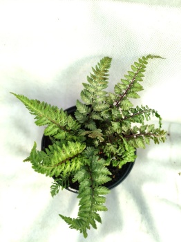 Wietlica japońska 'Burgundy Lace' - Athyrium niponicum 'Burgundy Lace'