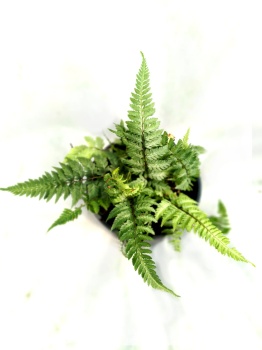 Wietlica japońska 'Pewter Lace' - Athyrium niponicum 'Pewter Lace'