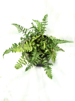 Wietlica japońska 'Silver Falls' - Athyrium niponicum 'Silver Falls'