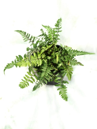 Wietlica japońska 'Silver Falls' - Athyrium niponicum 'Silver Falls'