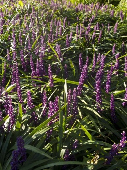 Liriope muscari 'Big Blue'