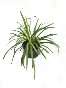 Liriope muscari 'Big Blue'