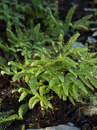 Niekropień stopowaty 'Imbricatum'  - Adiantum pedatum 'Imbricatum'