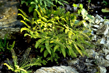 Niekropień stopowaty 'Imbricatum'  - Adiantum pedatum 'Imbricatum'