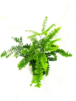 Niekropień stopowaty 'Imbricatum'  - Adiantum pedatum 'Imbricatum'