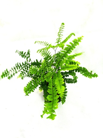 Niekropień stopowaty 'Imbricatum'  - Adiantum pedatum 'Imbricatum'