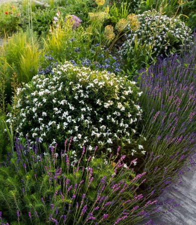 Wawrzynek transatlantycki rożówy - Daphne transatlantica