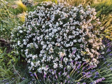 Wawrzynek transatlantycki biały - Daphne transatlantica