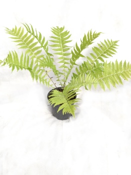 Pióropusznik strusi - Matteuccia struthiopteris 1.jpg