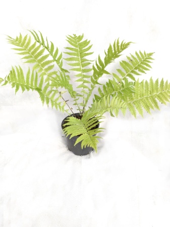 Pióropusznik strusi - Matteuccia struthiopteris 1.jpg