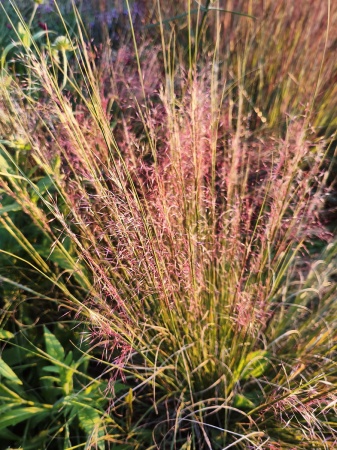 Przyostnia Reverchona - Muhlenbergia reverchonii