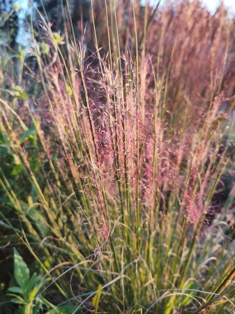Przyostnia Reverchona - Muhlenbergia reverchonii