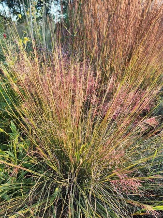 Przyostnia Reverchona - Muhlenbergia reverchonii - Trawa ozdobna