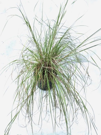 Przyostnia Reverchona - Muhlenbergia reverchonii - Trawa ozdobna