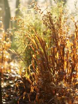 Obiedka szerokolistna - Chasmanthium latifolium - trawa ozdobna