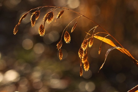 Obiedka szerokolistna - Chasmanthium latifolium - trawa ozdobna