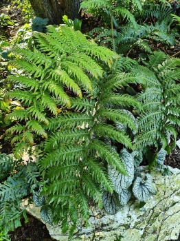 Wudwardia jednopąkowa - Woodwardia unigemmata