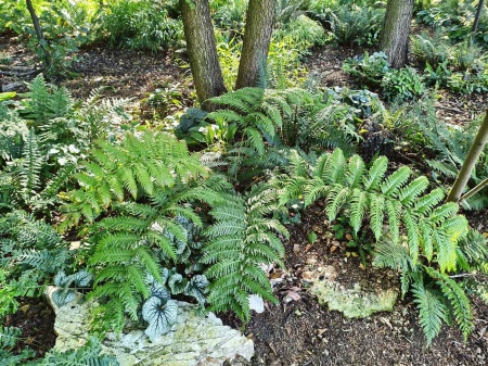 Wudwardia jednopąkowa - Woodwardia unigemmata