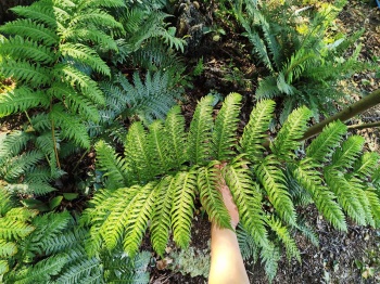 Wudwardia jednopąkowa - Woodwardia unigemmata