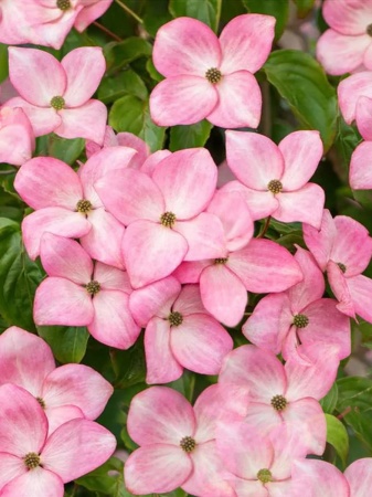 Dereń 'Stellar Pink' - Cornus ‘Stellar Pink’