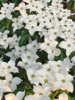 Dereń kolumnowy FLOWER TOWER „ZuilB1” PBR Cornus kousa