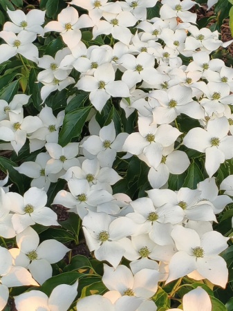 Dereń kolumnowy FLOWER TOWER „ZuilB1” PBR Cornus kousa