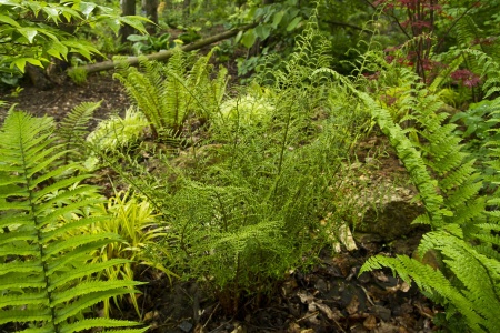 Nerecznica samcza 'Linearis Polydactila' - Dryopteris filix-mas 'Linearis Polydactila'