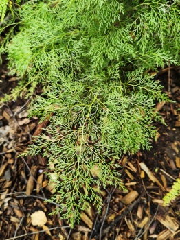 Onychium cryptogrammoides