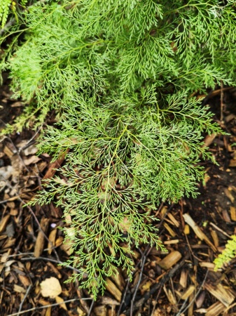 Onychium cryptogrammoides