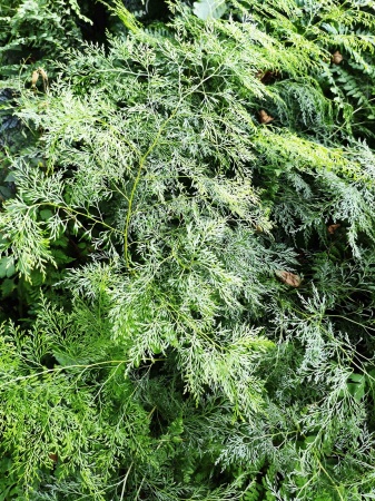 Onychium cryptogrammoides