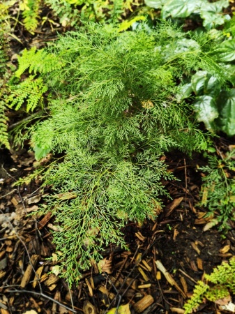 Onychium cryptogrammoides