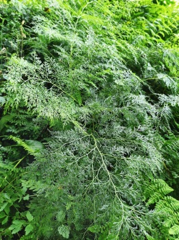 Onychium cryptogrammoides