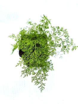 Onychium cryptogrammoides