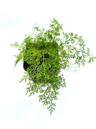 Onychium cryptogrammoides